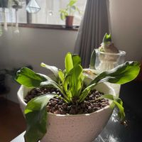 チランジア,グリーンネックレス,チューリップ,ヒヤシンス,ポトスの画像