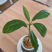 アボカド,大事に育てたい,癒やし,今日も笑顔で♡,成長が楽しいの画像
