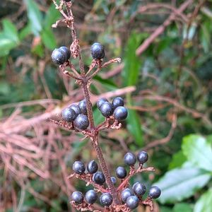 藪茗荷,ヤブミョウガ,雑草,山野草,野草の画像