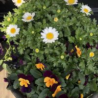 ノースポール,ビオラ,白い花,今日のお花の画像