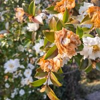 ギンモクセイの画像