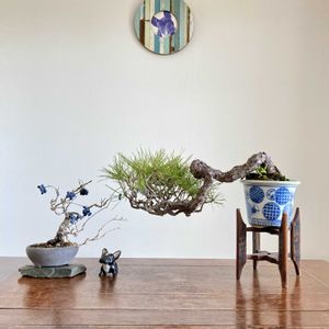 赤松,赤松,アオツヅラフジ,アオツヅラフジ,盆栽の画像