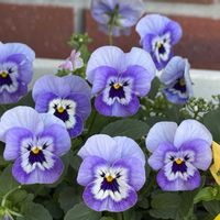 パンジー・ビオラ,パンジー,ヤシの木,観光案内所,青空の画像