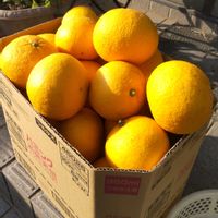 夏みかん,ナツミカン,ナツミカン,頂き物,お隣さんの庭の画像