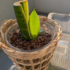 葉挿し,発芽,ハイドロボールの画像