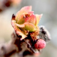 カリン,バラ科,食用可,落葉高木,冬芽の画像