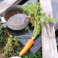 パッションフルーツ,大根,黒田五寸人参,パッションフルーツの実,ビタミン大根の画像