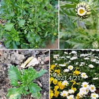 ノースポール,雪の華,雪の華,ｸﾘｽﾏｽﾛｰｽﾞ,ﾋﾞｵﾗの画像