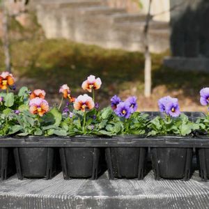 種まき,花のある暮らし,ビオラ・パンジー,ヌーヴェル ヴァーグの画像