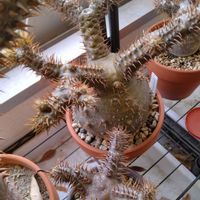 パキポディウム・グラキリス,パキポディウム属,ミキキリスの画像