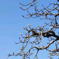 モクレン,モクレン,膨らんだ蕾,モクレン並木,幾何学模様の枝ぶりの画像