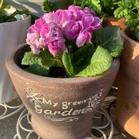 プリムラジュリアン ブルーベリーのムース,お花,おうち園芸,玄関アプローチ,庭の画像