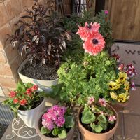 お花,おうち園芸,玄関アプローチ,庭の画像