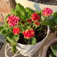 プリムラ　ジュリアン,お花,おうち園芸,玄関アプローチ,庭の画像