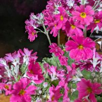 サクラソウ,ネメシア,フリージア,ボンザマーガレット,ピンク！ピンク！ピンク！の画像