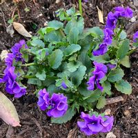 フリル咲きビオラ ’ ミルフル ’,お花,おうち園芸,庭の画像