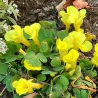 オキザリス,お花,おうち園芸,庭の画像