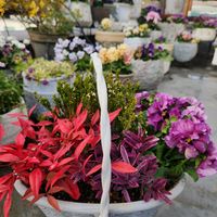 カルーナ,オタフクナンテン,へーべ,花日和オリジナル　パンジー,寄せ植えの画像