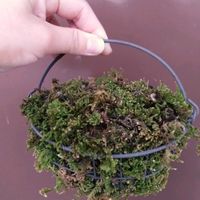 クロッカス,苔,玄関の画像