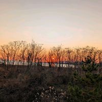 ススキ,ススキ（芒）,夕焼け,そら,ススキ*の画像