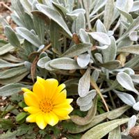 ガザニア,ガザニアビースト　シルバーフォックス,花壇,ガーデニング,お花の画像