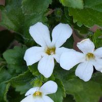 バコパ,公園散歩,今日のお散歩,歩くの大好き♡の画像