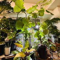 モンステラ,柱サボテン,フィカス　ウンベラータ,カラテア,フィロデンドロンの画像