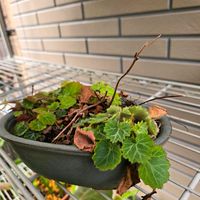 ユキノシタ,ユキノシタ,鉢植え,今日の一枚,玄関アプローチの画像