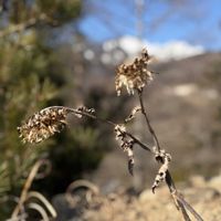 オキナグサ,山野草,iPhone撮影,ご褒美,ひとりごとの画像