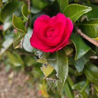 寒椿,寒椿,中央公園の画像