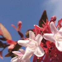 アベリア,ピンク,ピンクの花,大好きな花,シルエット❤︎の画像