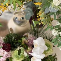 コデマリ,ハボタン,胡蝶蘭,葉牡丹,ミモザの画像