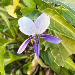 スミレ,すみれ,ニ色厚葉スミレ,咲いてくれてありがとう❤,可愛い開花の画像