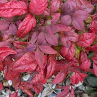 ツバキ,オタフクナンテンの画像