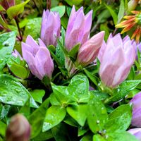 リンドウ,リンドウ,花のある暮らし,植物好き,自然の不思議の画像