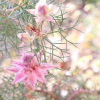 セルリア,セルリア,セルリア,ピンクの花,美しいの画像