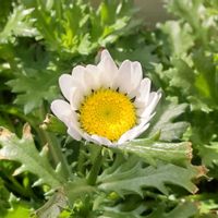 ノースポール,クリサンセマム,クリサンセマム・ノースポール,こぼれ種,こぼれダネの画像