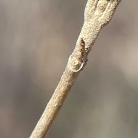 ムラサキシキブ,ムラサキシキブの冬芽,落葉低木,m.冬芽の画像