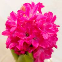 ヒヤシンス,いい香り♡,記録用,開花！,週末ガーデナーの画像