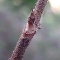 タマアジサイ,タマアジサイの冬芽葉痕,観察会,チーム高尾山,なとぷーの冬芽、葉痕の画像