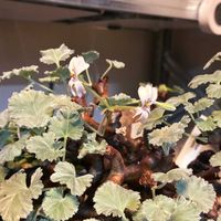 ペラルゴニウム,ペラルゴニウム・ミラビレ,ペラルゴニウム・ミラビレ,塊根植物,小さな花の画像