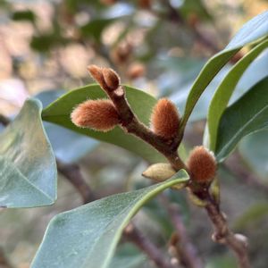 カラタネオガタマの画像