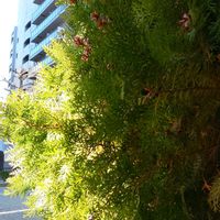 コノテガシワ,サザンカ,GS句会,２０２０年５月同期,多様性を愛する会の画像