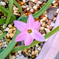 ハナニラの画像