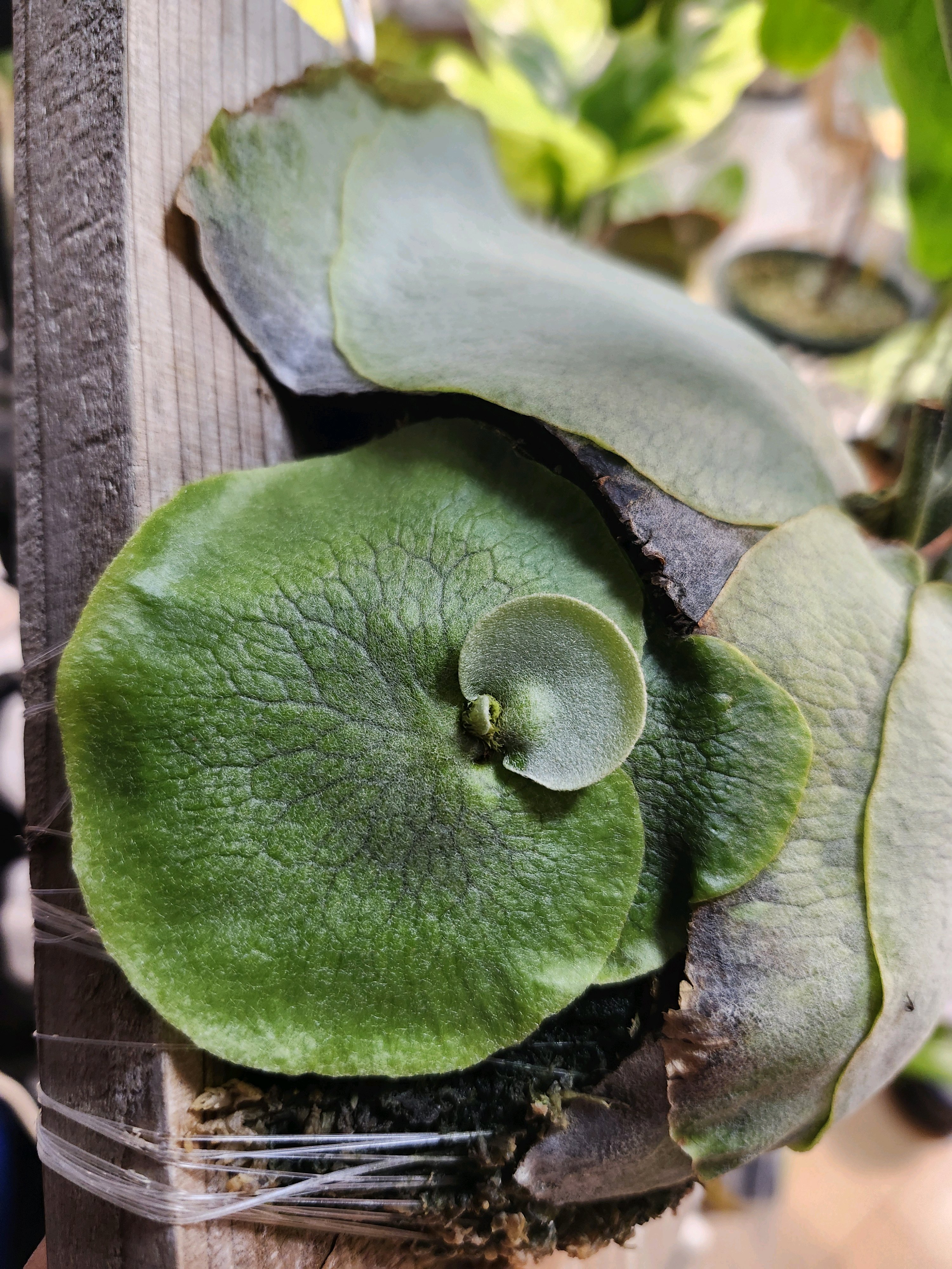 ビカクシダ　15種 ビカクシダ 15種 ① 本物