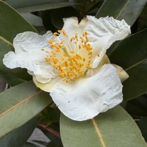 サザンカ,ツバキ,タイワンツバキ,ゴードニア,庭木の画像