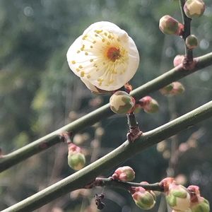 ウメ,ウメ,水仙,水仙,無農薬の画像