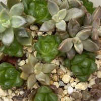 ジャガイモ,ハオルチア,ブロッコリーの画像