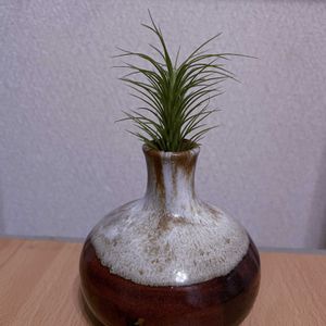 チランジア,エアプランツ,一輪挿し,iPhone撮影,asingleflowervaseの画像