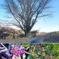 カラスウリ,ホトケノザ,イチョウ,柑橘系,キカラスウリ  の画像